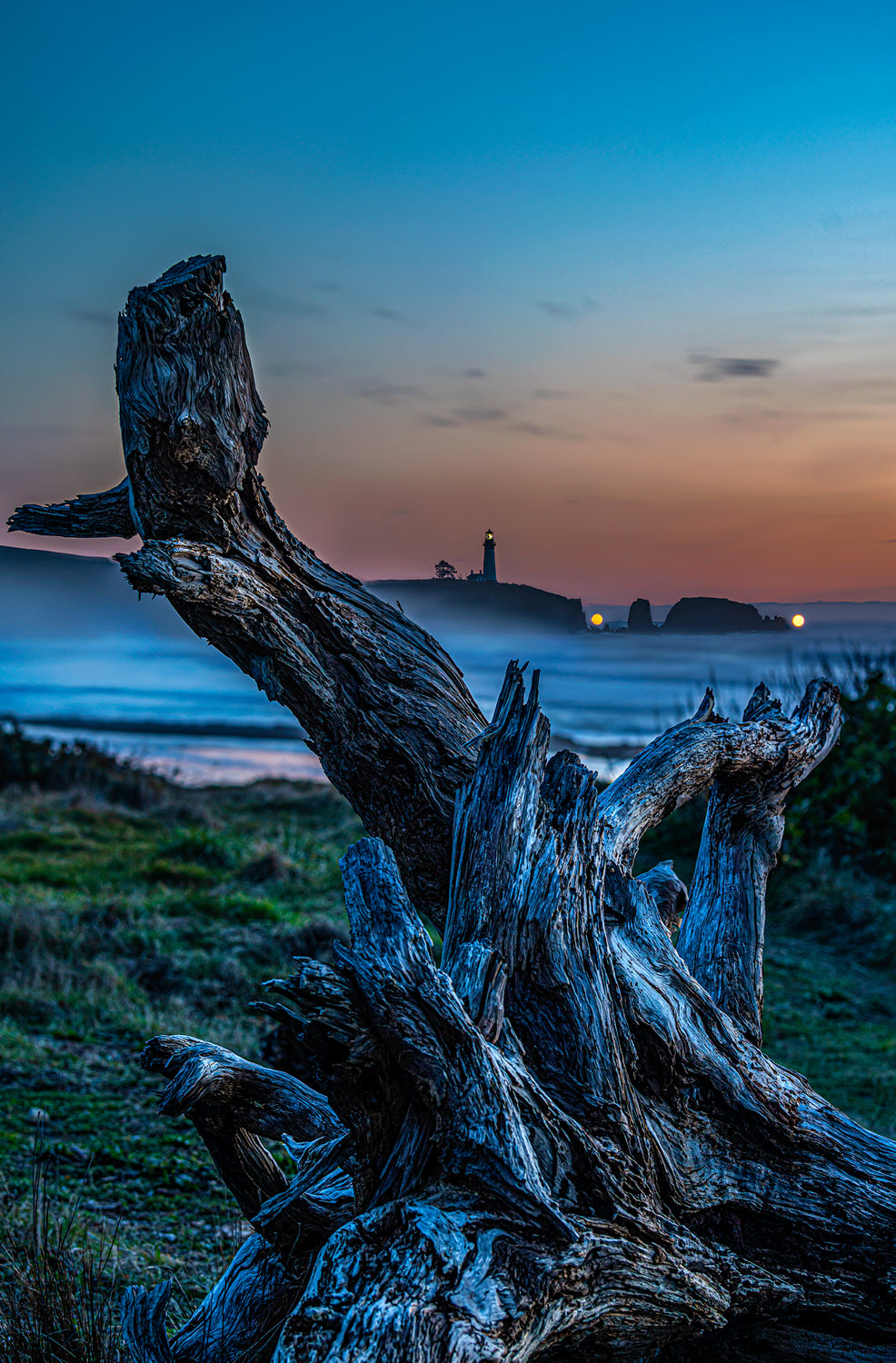 Mystic Driftwood