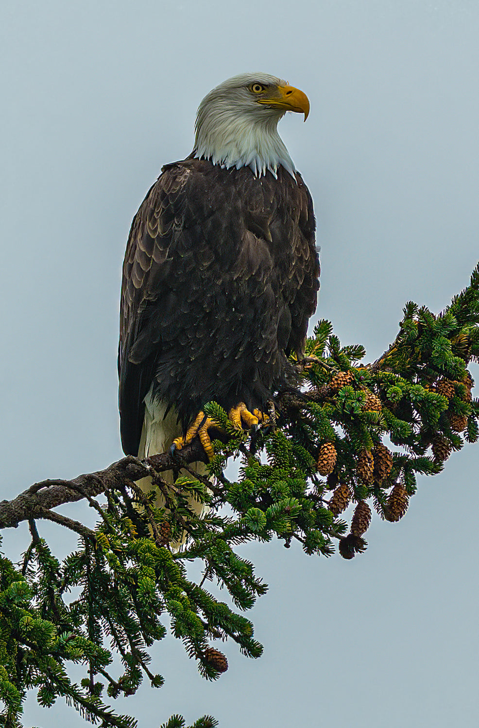 Eagle in Snow