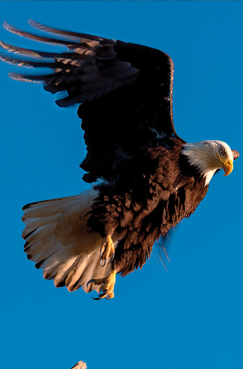 Eagle in Flight