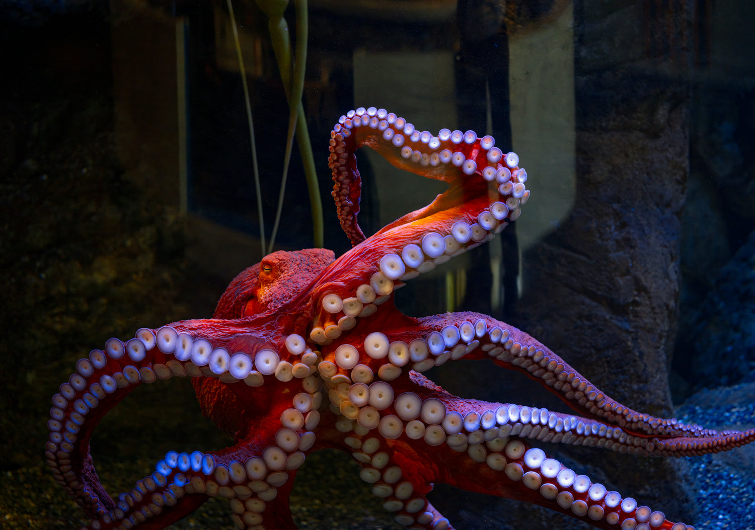 Oracle of the Deep – J. Burke Photos