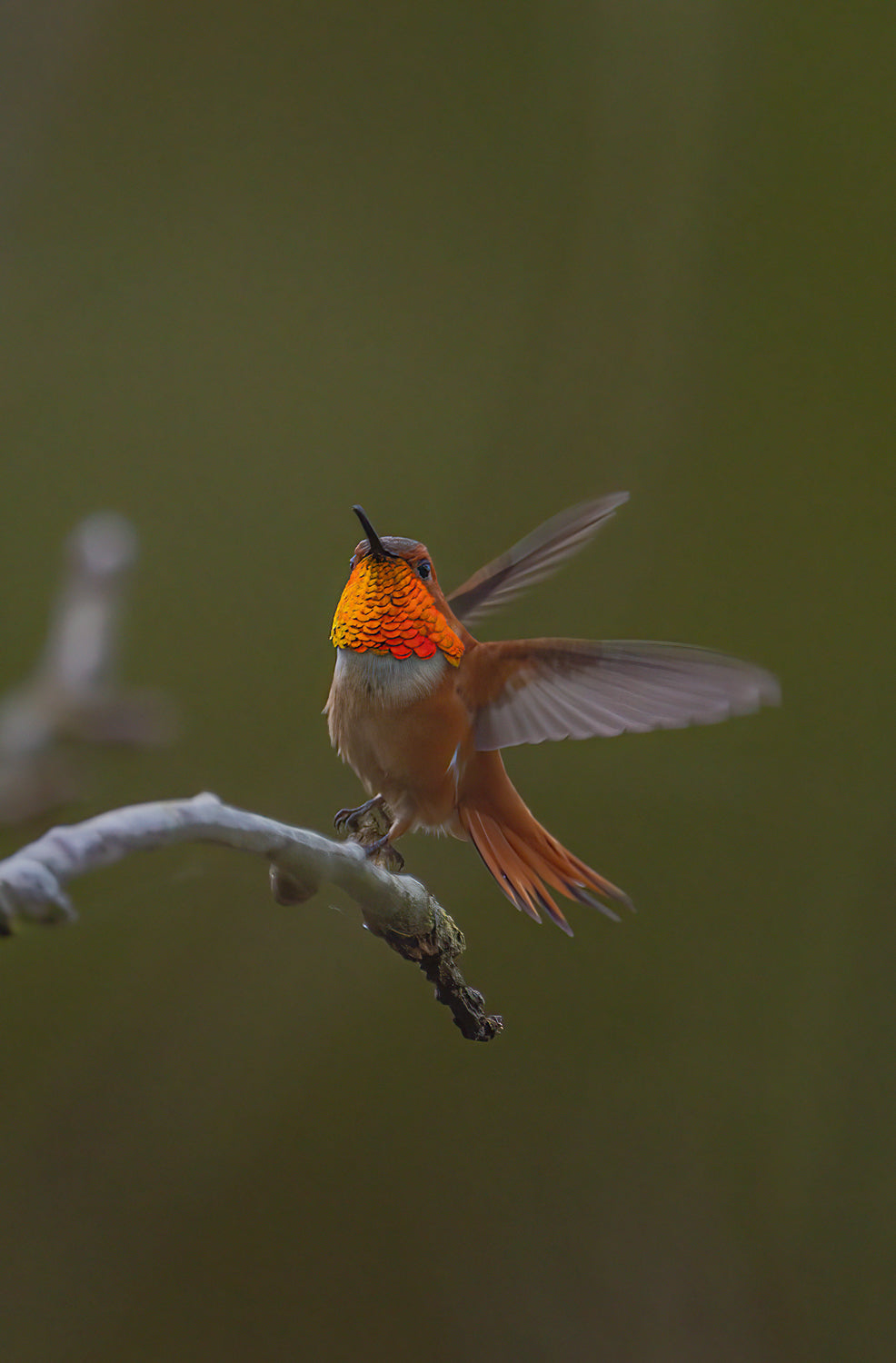 Flight of the Hummingbird