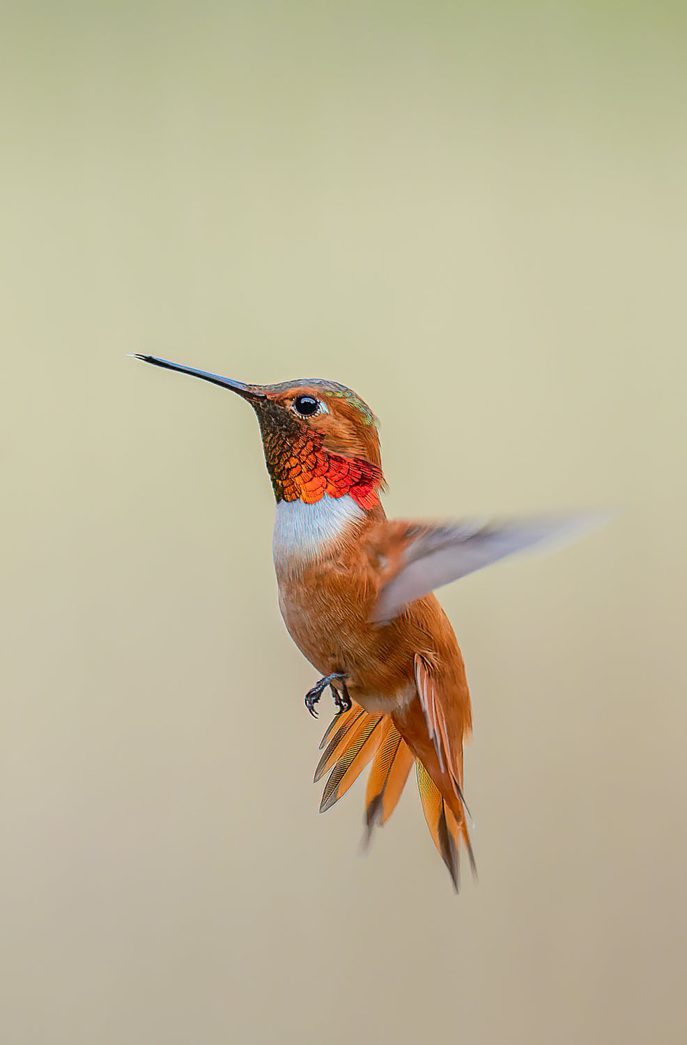 Flight of the Hummingbird 2
