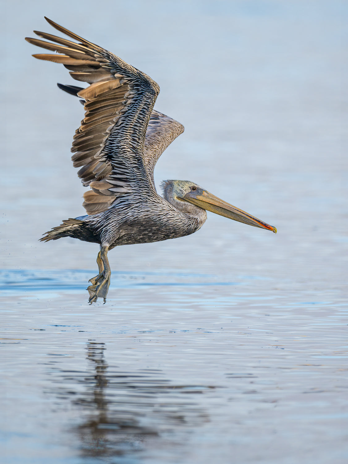 Pelican in Flight